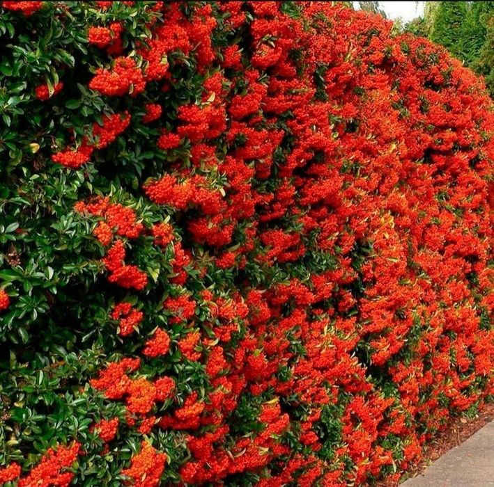 Пироканта кучатлари оптом