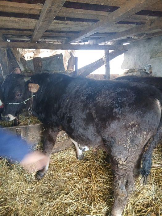 Vand doi vitei si o vitea