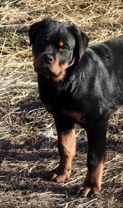 De vanzare pui Rottweiler femela