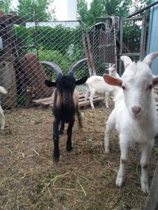 Продаются  козлята