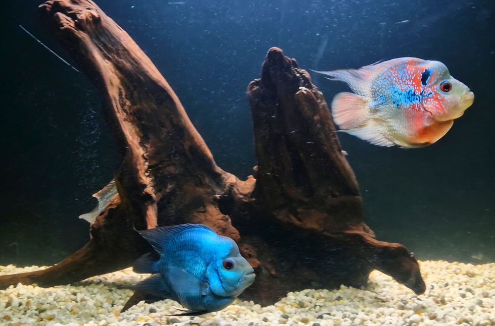 Попугай-Flowerhorn