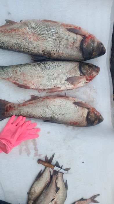 продаю свежую рыбу