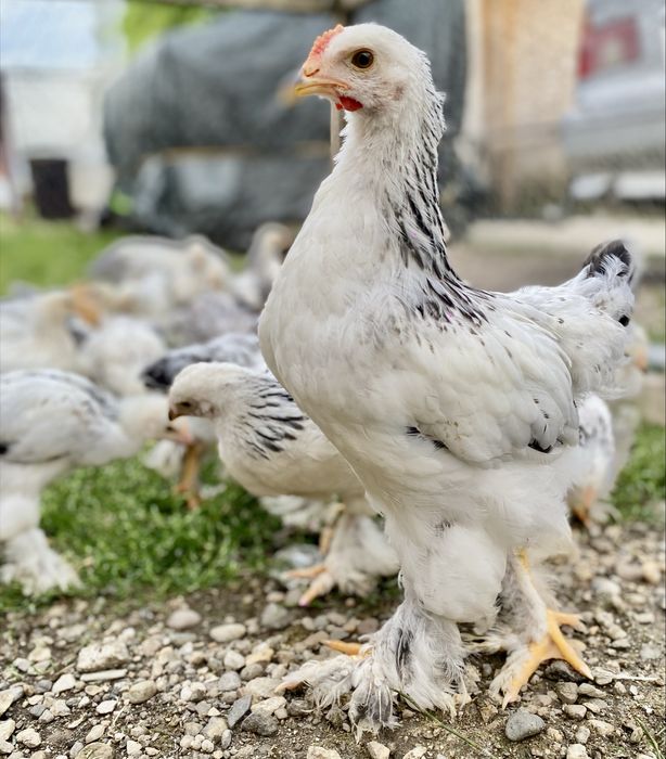 Pui de Brahma rasă pură de vânzare!