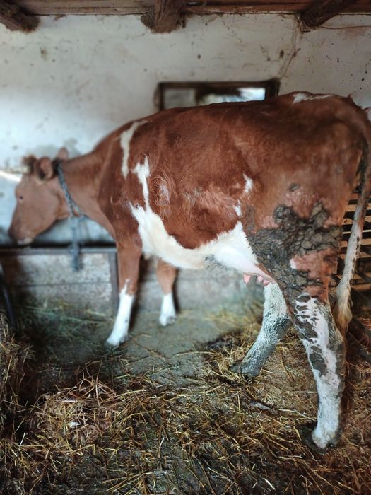 Vind vacă red de 2 ani jumate cu lapte.