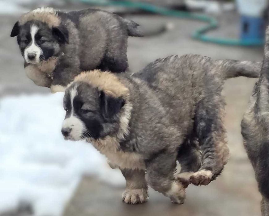 Ciobanesc romanesc carpatin