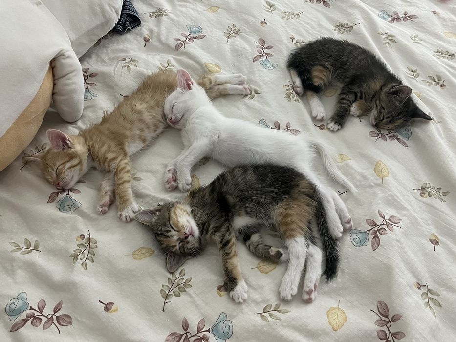 Котята    1,5 ай