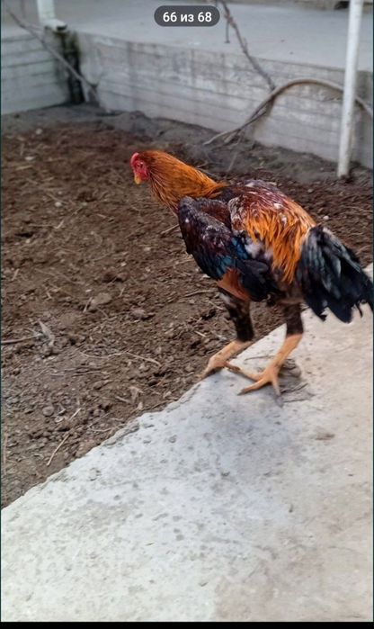 Дакан хуроз сотилади