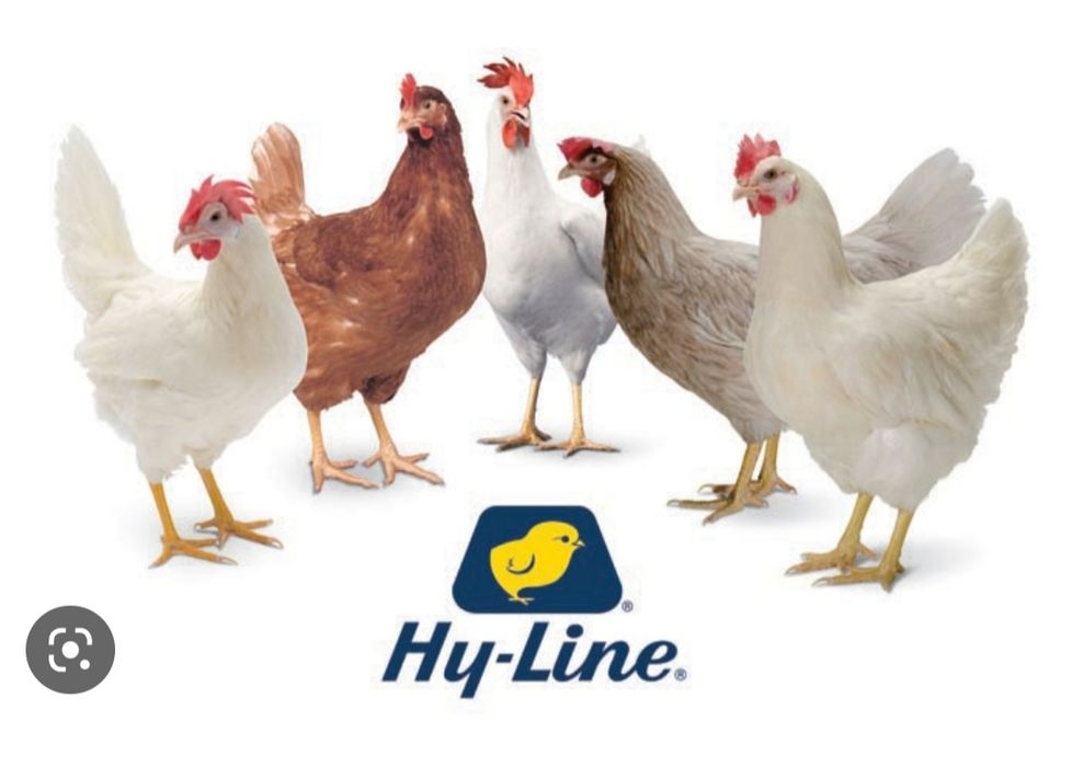 Хаммаси 100 % товук чикади. Хай-лайн ва Сенди Жужалари.