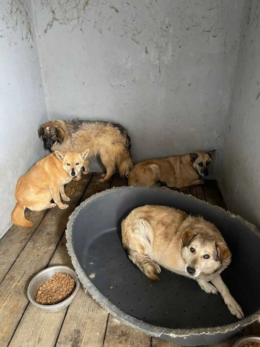 Adopta un caine - un sufletel are nevoie de stapan!