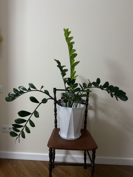 Продаю замиокулькас (долларовое дерево)