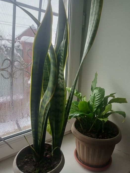 Продам домашние цветы