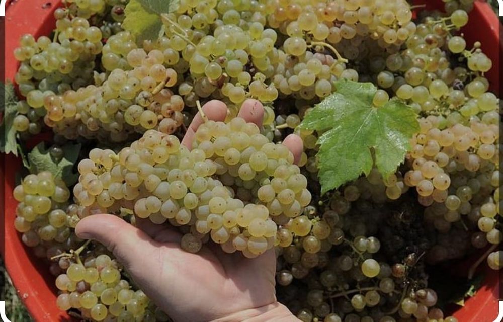 „Începând cu data de 05.09.2026 începem culesul și livrarea strugurilor de vin direct din viile noastre.”