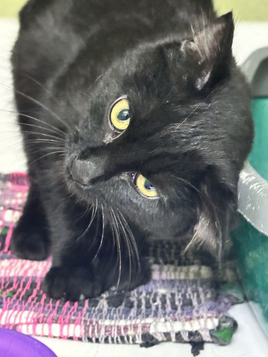 Котенок Сумрак ищет дом