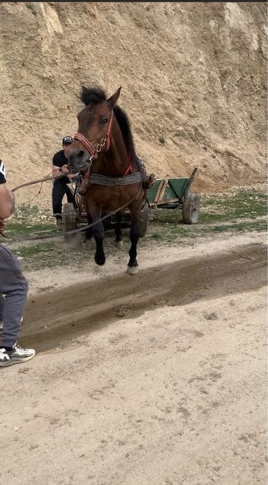 De vnzare iapa dau si la schib 6 ani
