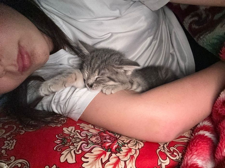 кошка британский