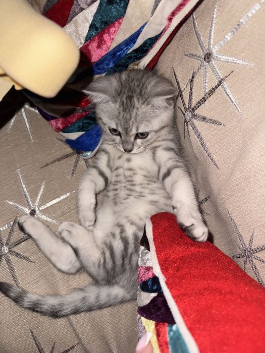Продам породистую кошку