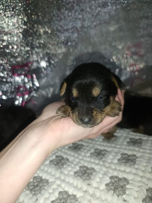 щенки в добрые руки