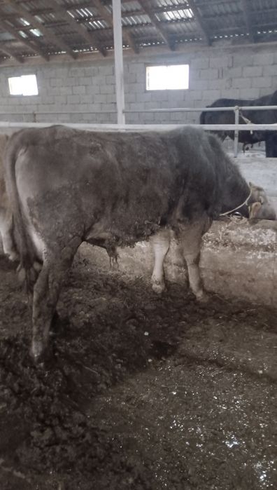 Семіз бұқалар сатылады