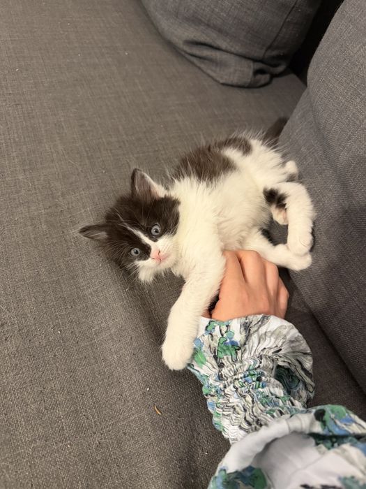 Отдам котенка