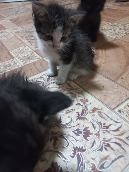 Отдам котят маленьких