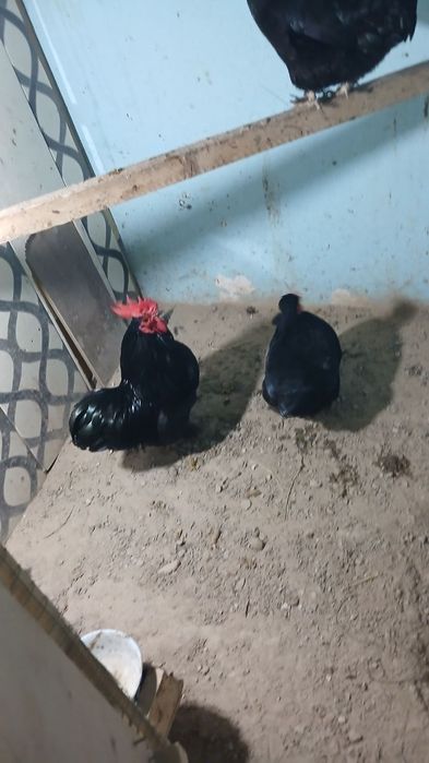 Yapon tovuq xoroz sotiladi