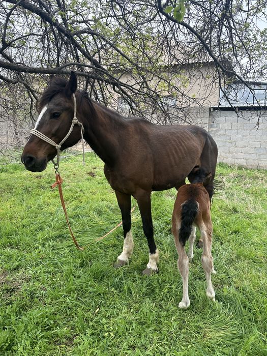 Лошад бие кулынмен