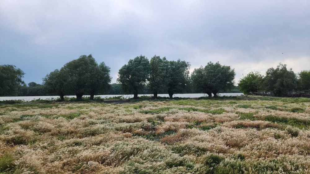 Teren Delta Dunarii – 1.000 mp - Teren Pardina  (Brațul Chilia)