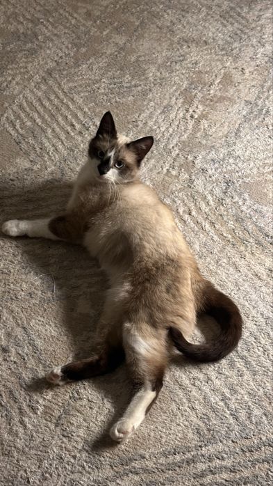 Отдаю кошку стелиризована