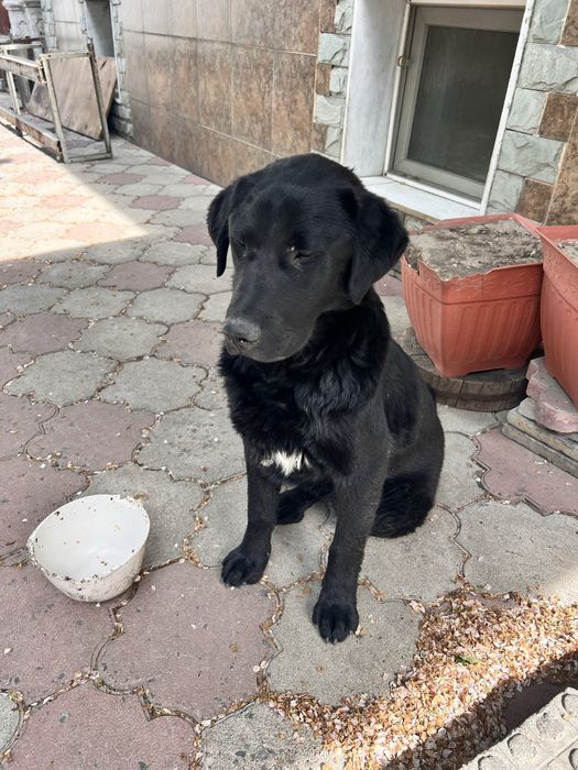 Найден лабрадор Алматы