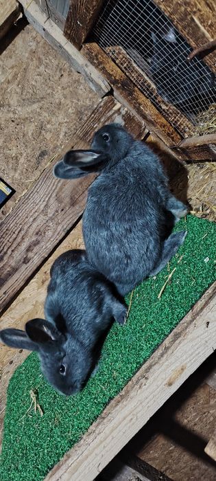 Vand iepuri Rex  Castor pitic/ albastru vienez