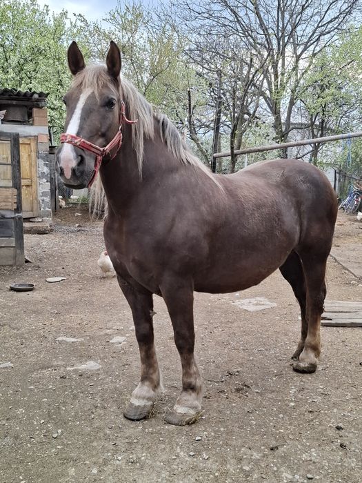 Vând iapă de 8 ani 175 la grebăn