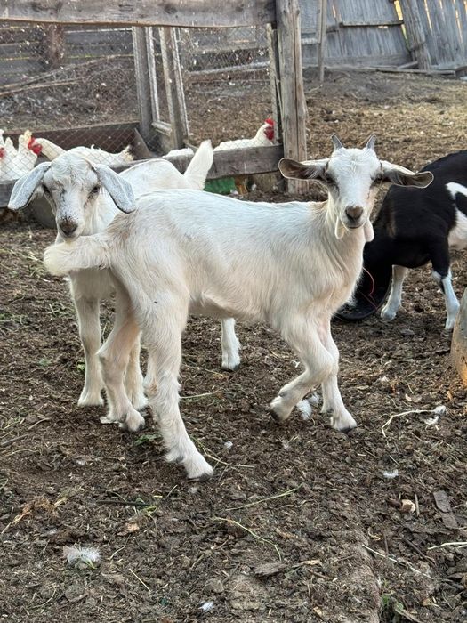 Продам двух месячных козлят