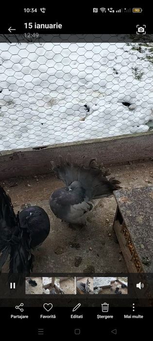 Vând sau schimb porumbei voltati