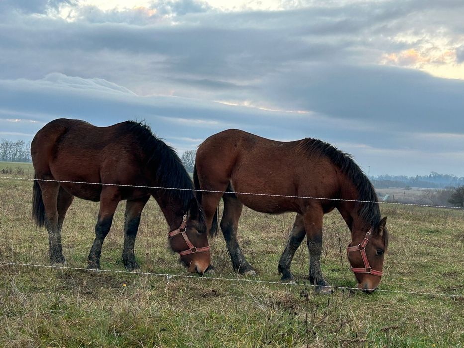 LA SCHIMB doi cârlani de un an!