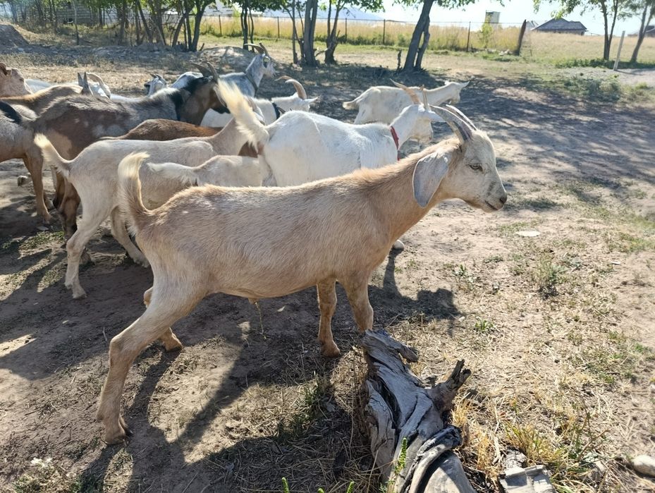 Теке сатылады козел