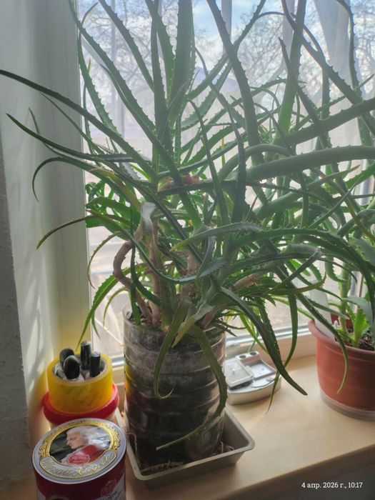 Продам комнатный цветок алое