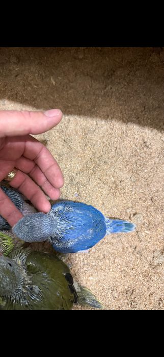 Papagali vorbitori puiuti blanzi micul alexandru Marele Alexandru