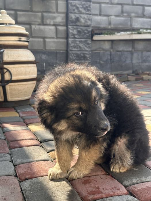 Щенки отдам в добрые руки