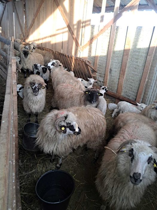 Vând 30 de oi cu tot cu miei