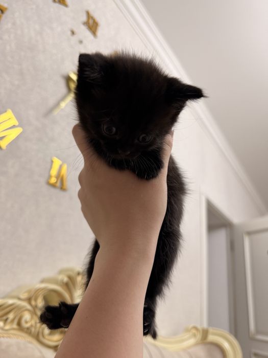 Бронь вислоухие котята