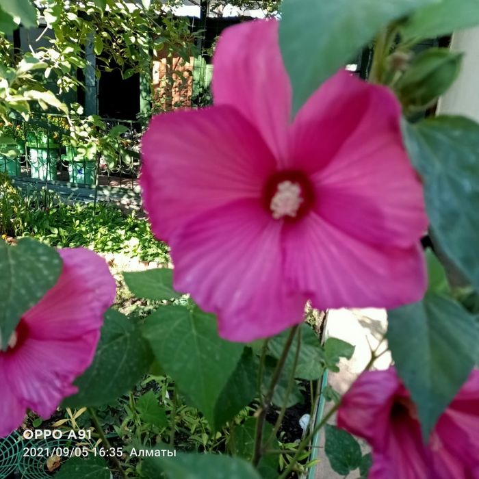 Древовидные Гибискус