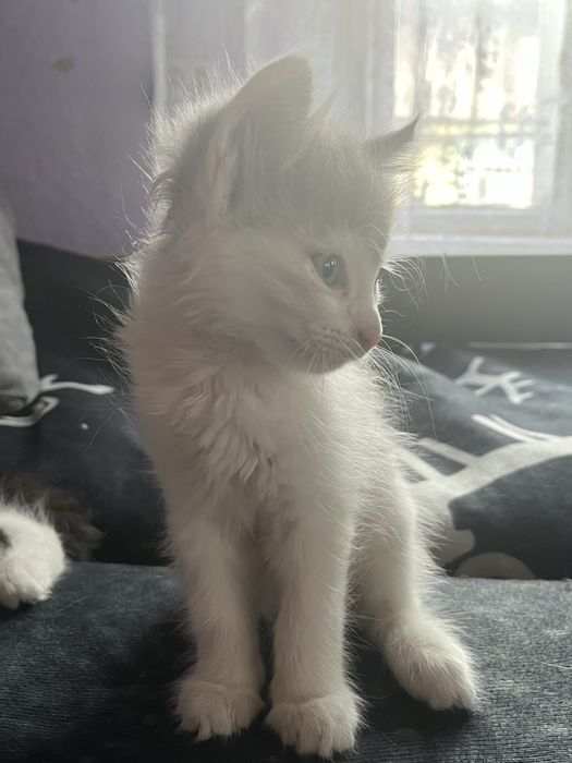Котята хорошие