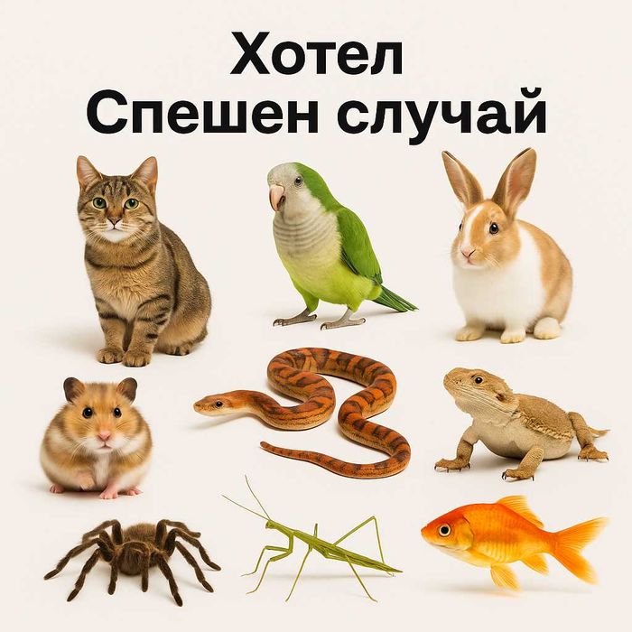Хотел за животни- котки, гризачи, птици, влечуги и насекоми