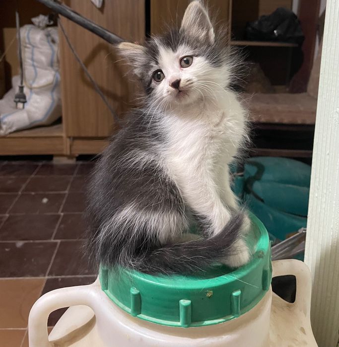 Домашние Котята ищут себе дом