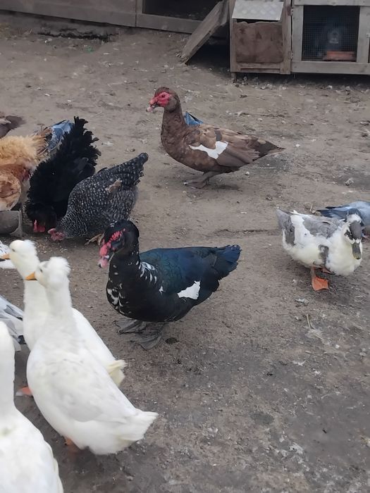 Vând rațe mute/ leșesti!