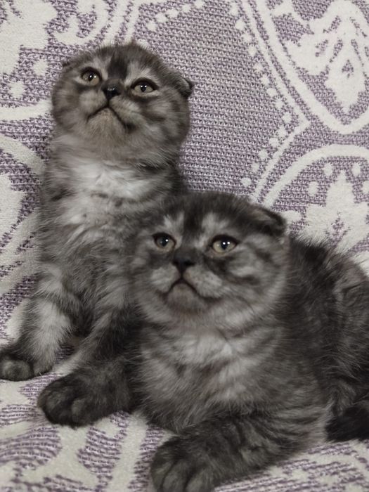 Motanel scottish fold