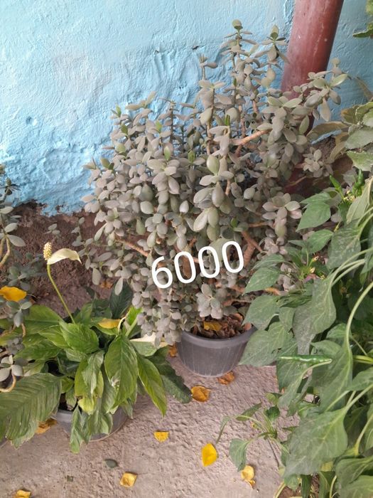 Цветы офисные за недорого