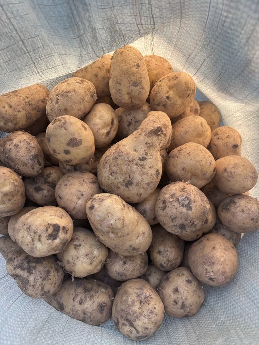 Продам картофель