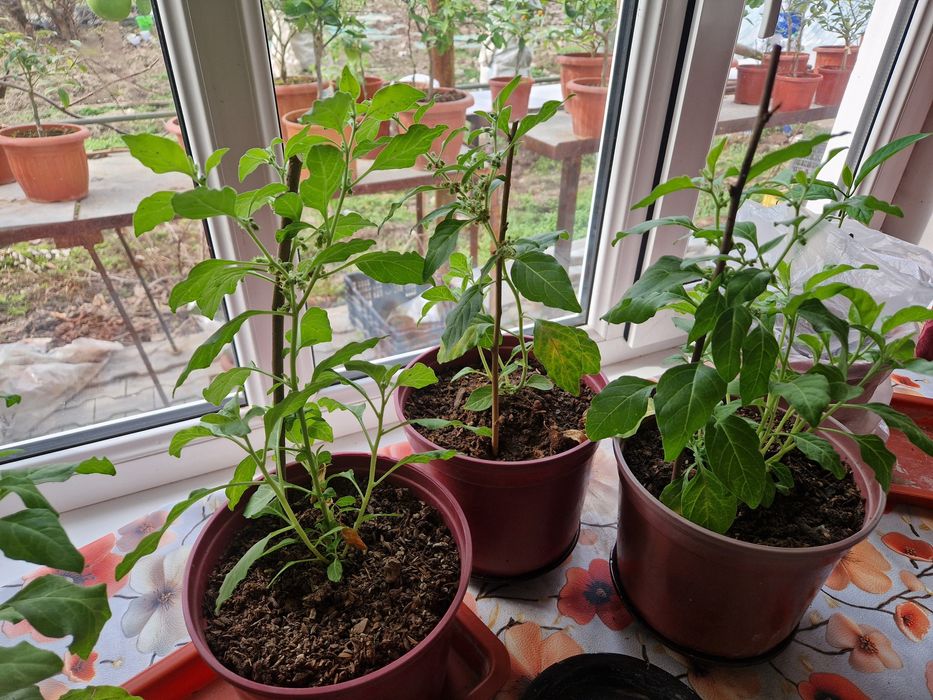 АШВАГАНДА  (индийский женьшень) саженцы