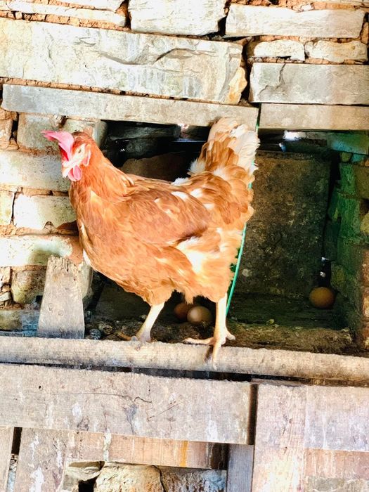 Продавам кокошки